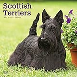 Scottish Terriers - Scottish Terrier 2020 - 16-Monatskalender mit freier DogDays-App: Original BrownTrout-Kalender [Mehrsprachig] [Kalender] (Wall-Kalender) by 