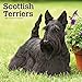 Scottish Terriers - Scottish Terrier 2020 - 16-Monatskalender mit freier DogDays-App: Original BrownTrout-Kalender [Mehrsprachig] [Kalender] (Wall-Kalender) by 