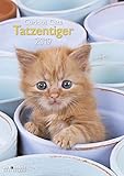 Tatzentiger 2019 - Wandkalender A3, Tierkalender, Katzenkalender 2019 - 29,7 x 42 by 