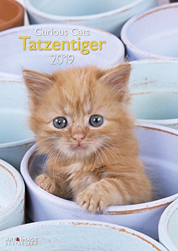 Tatzentiger 2019 - Wandkalender A3, Tierkalender, Katzenkalender 2019 - 29,7 x 42