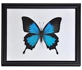 schmetterlinge echt präpariert Blue Emperor (Papilio Ulysses)