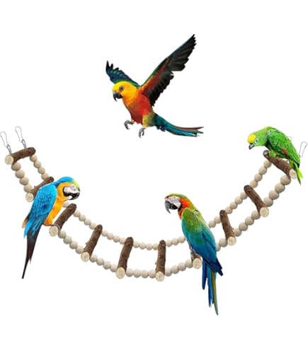 Skateboard Éducatif Pour Les Petits Oiseaux - Équipement