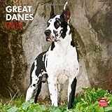 Great Danes 2013 - Dänische Doggen - Deutsche Doggen - Original BrownTrout-Kalender by BrownTrout-Kalender bei Stürtz