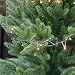 Produktbild LED 1-2-Glow kompakt | die bequemste Art den Baum zu schmücken | für Außen | klassischwarm | IP44 Trafo | für 1,8 m Baum