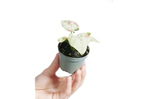 PLNTS - Baby Syngonium Syngonium Confetti - Plantes d'intérieur - Decoration chambre - Accessoires de décoration intérieure - Pot 6cm - Hauteur 15cm