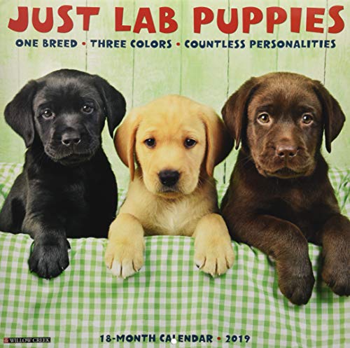 Just Lab Puppies 2019 Calendar