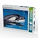 Produktbild Orca "Adan" aus dem Loro Parque 1000 Teile Puzzle quer