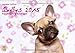 Bullys - Französische Bulldoggen 2015 (Wandkalender 2015 DIN A3 quer): kleine Hunde mit großem Herz (Monatskalender, 14 Seiten) by 