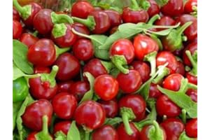 PAGANO DOMENICO E FIGLI SEMENTI DAL 1954 PEPERONE TONDO DOLCE NR.200 SEMI