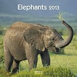 Elephants 2013. Broschürenkalender by 