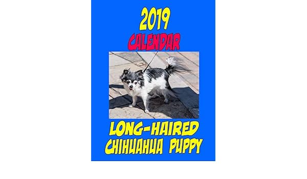 Buy 2019 Calendar Long Haired Chihuahua Puppy Dog Weekly Calendar