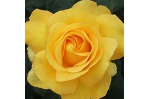 GARDENEXPERT Rosa Hybrid Tea Rose 'My Lovely Mum' Plant