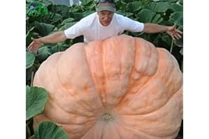 OIOIO Zucche giganti, semi di zucca Big Max, cimelio, non OGM, 20 semi di ortaggi e frutta Giardinaggio NO-OGM semi di cimelio impollinati aperti