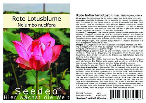 Seedeo Rote Indische Lotusblume (Nelumbo nucifera) 7 Samen - 2
