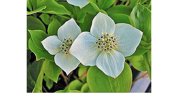 10 Stuck Cornus Canadensis Teppich Hartriegel Bodendecker