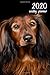 Produktbild 2020 Weekly Planner: 6x9 in. Long-haired Dachshund 52 Weekly Planner Calendar Schedule Organizer Appointment Journal Notebook for Doxie dog fans