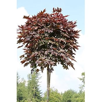 Dominik Blumen und Pflanzen, Hausbaum Caragana arborescens