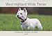 West Highland White Terrier - Selbstbewustes Powerpaket - der Westie (Wandkalender 2018 DIN A4 quer): Kleine weiße Powerpakete - so sind sie bekannt - ... [Kalender] [Apr 13, 2017] Mielewczyk, Barbara by 
