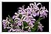 Produktbild Metall Poster Blechschilderplatte Blechschild Plakat Flower Tin Sign Orchids Flowers Ornamental Leaves Black Background 42054 Retro Weinlese Kunstdrucke by hamgaacaan (20x30cm)