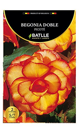 Samen Batlle – Begonien Doble Picotte