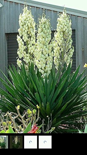 Preisvergleich Produktbild GEOPONICS ~ Stange Solidago speciosa ~ Glon