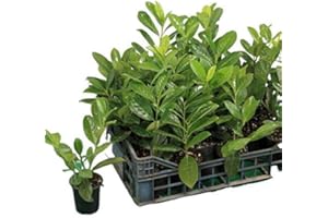 NATURII Viburnum Lucidum - Planta de seto brillante para jardín, verde