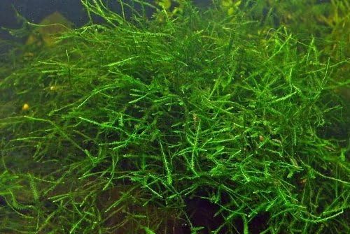 Java Moss (Vesicularia Dubyana) 10 grams Live Plant
