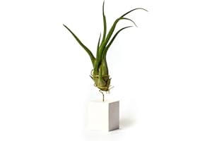 PLANDAIRE Tillandsia Caput Medusae IR Plante sans Terre Vivante - Tillandsias Plantes Vraies - Plantes Interieur Naturelle Tillandsia Vraie Plante Plantes Aériennes (Soutien Inclus)(Blanc)