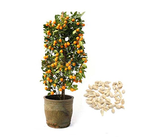 Lonlier Semillas de árboles de Bonsai Naranja 10/20/50 pcs Semillas de Naranjas para Casa, Jardín, Patio, Balcón