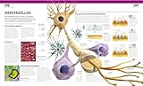 Image de Anatomie und Physiologie: Die Bild-Enzyklopädie