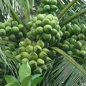 Creative Farmer Dwarf Variety Coconut Plant Hybrid Kuttiadi Coconut Live Plant