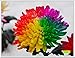 Produktbild 1lunji Samen Blumen – Chrysanthemen bunt selten – Samen Bonsai für Garten Pflanze von (50 Samen)