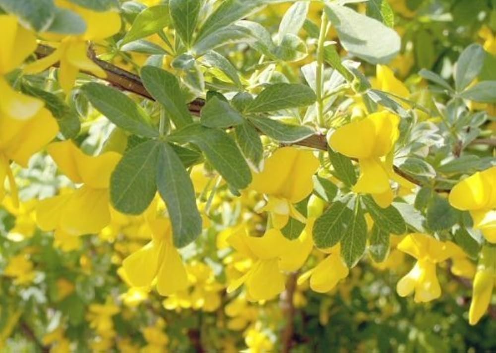 Белая акация дерево. Филлодии акации. Акация подалириелистная (acacia podalyriifolia). Робиния лжеакация желтая. Южная акация.