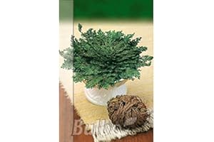 M MASCARELL SEMILLAS DESDE 1920 Bulbo Rosa de Jerico