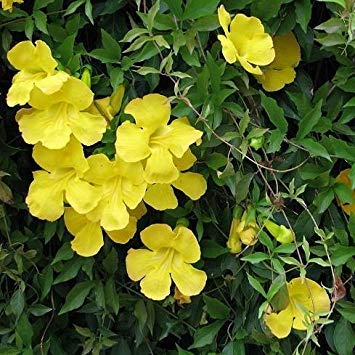 Preisvergleich Produktbild PlenTree 25 Samen der Macfadyena Uña-Cati - der Wagenheber der Vid