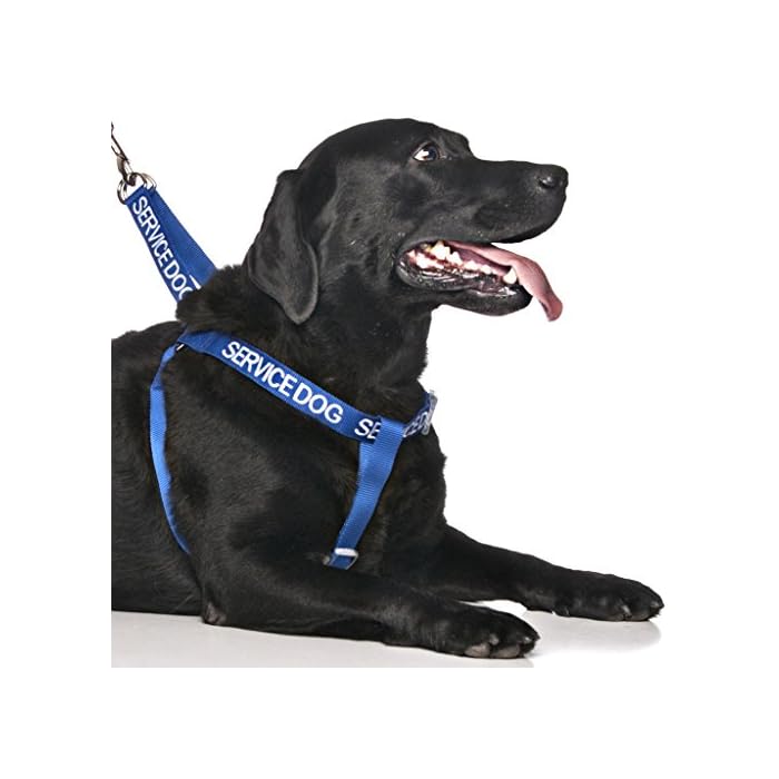 Can I Take My Service Dog To Jamaica