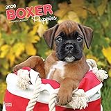 Boxer Puppies - Boxer Welpen 2020 - 16-Monatskalender mit freier DogDays-App: Original BrownTrout-Kalender [Mehrsprachig] [Kalender] (Wall-Kalender) by 