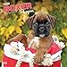 Boxer Puppies - Boxer Welpen 2020 - 16-Monatskalender mit freier DogDays-App: Original BrownTrout-Kalender [Mehrsprachig] [Kalender] (Wall-Kalender) by 