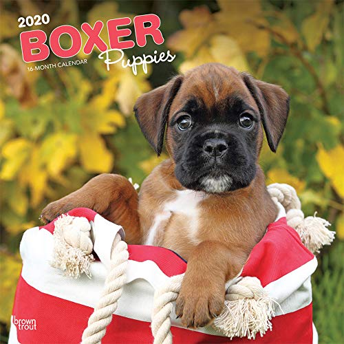 Boxer Puppies - Boxer Welpen 2020 - 16-Monatskalender mit freier DogDays-App: Original BrownTrout-Kalender [Mehrsprachig] [Kalender] (Wall-Kalender)