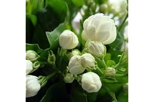 Saterkali Semi di gelsomino arabo bianco, 50 pezzi semi di gelsomino arabo bianco fiore ornamentale giardino balcone arredamento bonsai Semi di gelsomino