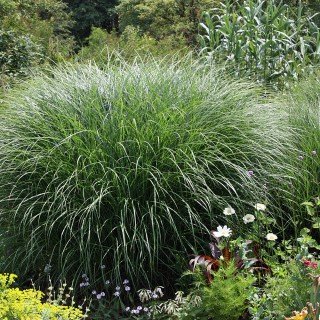 Feinhalm Chinaschilf - Miscanthus sinensis 'Gracillimus' - sehr schönes Ziergras