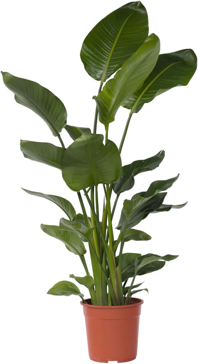 Plant in a Box - XXL Strelitzia Nicolai - Planta grande de interior - Planta de ave del paraíso - Maceta 28cm - Altura 150-170cm
