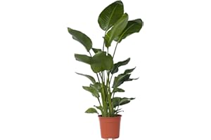 Plant in a Box - XXL Strelitzia Nicolai - Planta grande de interior - Planta de ave del paraíso - Maceta 28cm - Altura 150-170cm
