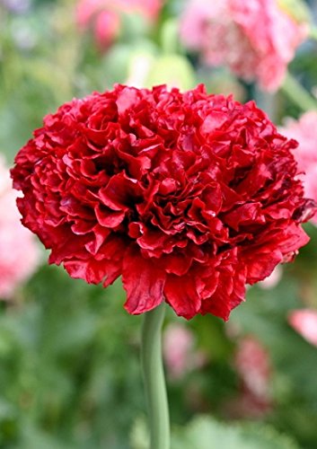 Roter Mohn - 100 Samen