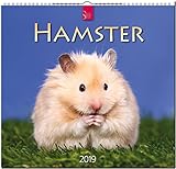 Image de MF-Kalender HAMSTER 2019