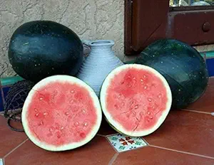 Creative Farmer Vegetable Seeds Giant Bangalore Round Watermelon (Black) Seeds - Watermelon - Round Black Seeds Home Garden Seeds