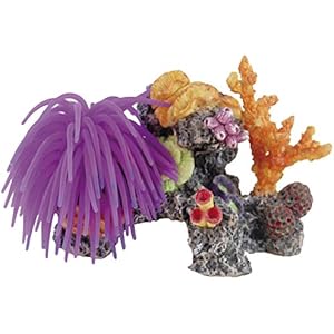 Haquoss Reef Fantasy 5, 15x 10x 10.5H cm