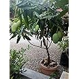 All Season Gardens Thailand Variety All Season Mango Plant (Grafting) Good Looking 1 Healthy Live Plant For Home & Outdoor