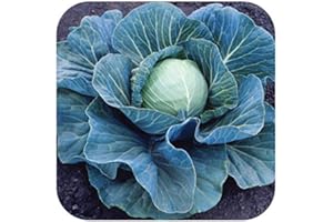 GROWTANICAL Cabbage F1 Early 'Stonehead' Mini Plug Plants x 12 'Grow Your Own'