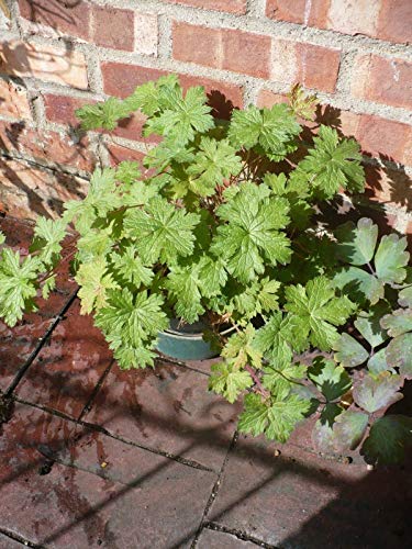 Preisvergleich Produktbild Portal Cool Wilde Pelargonien - Hardy Geranien